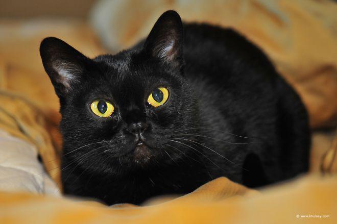 Читать Странная жизнь кота / Странная жизнь кота: Интересные факты ::  Tl.Rulate.ru - новеллы и ранобэ читать онлайн